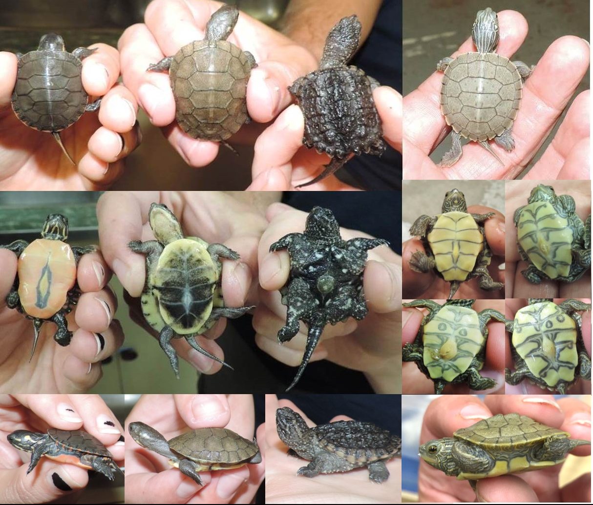 Top, bottom, and side views of turtle hatchlings by type. From left to right, Painted turtle, Blanding's Turtle, Snapping Turtle, Northern Map Turtle