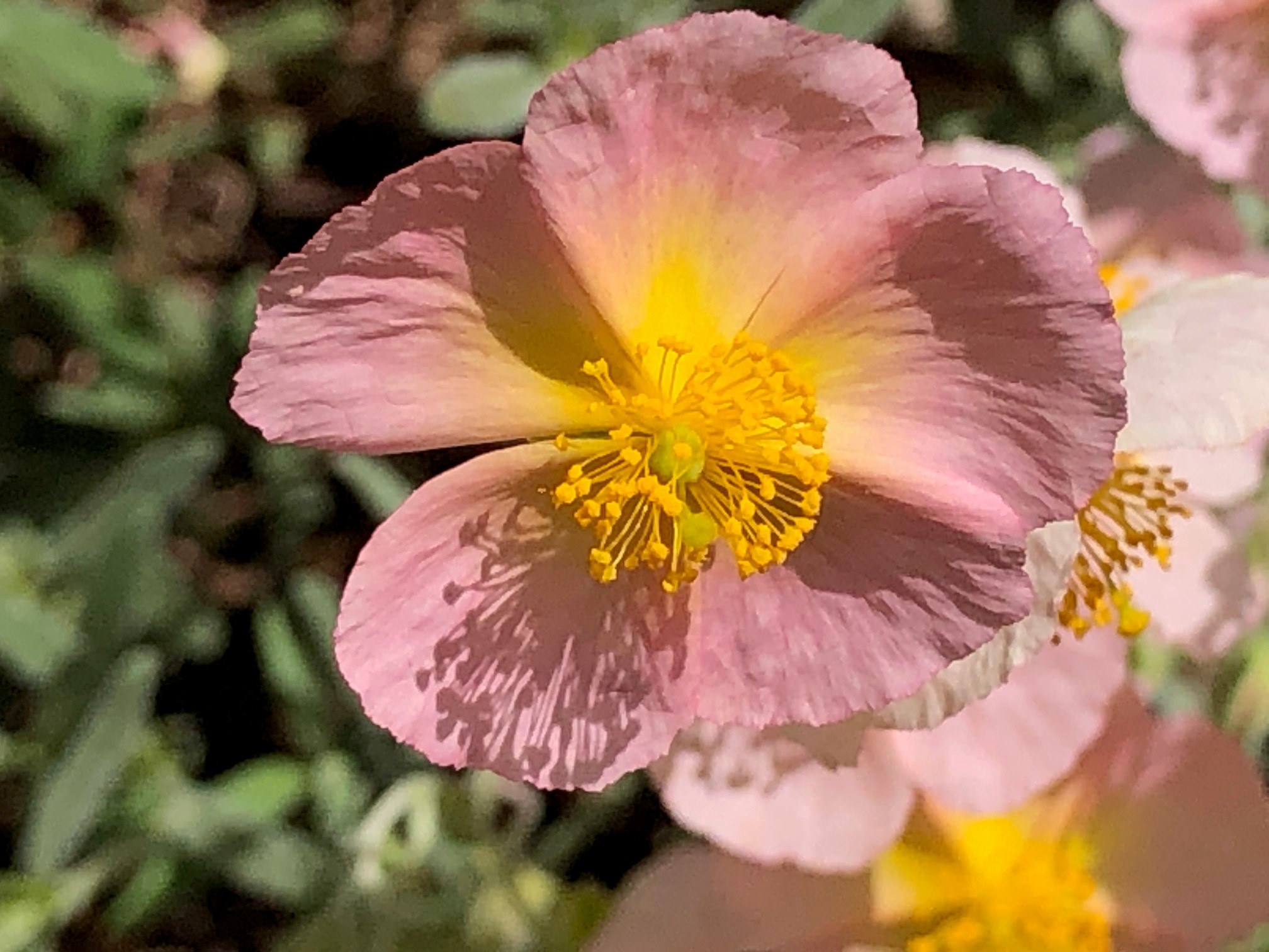 Helianthemum Wisley Pink Flower
