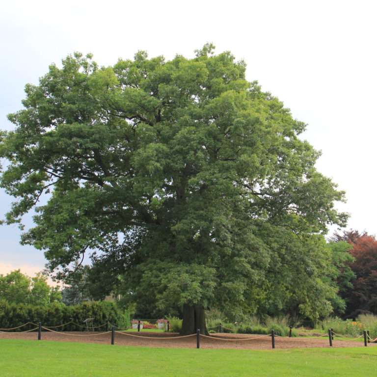 Heritage Trees - Royal Botanical Gardens