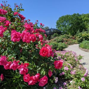 Hendrie Park - roses with gazebo - June 11 2021 Roses in bloom at Hendrie Park with gazebo is the background