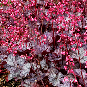 Coral Bells In Bloom With Pink And Purple Colours