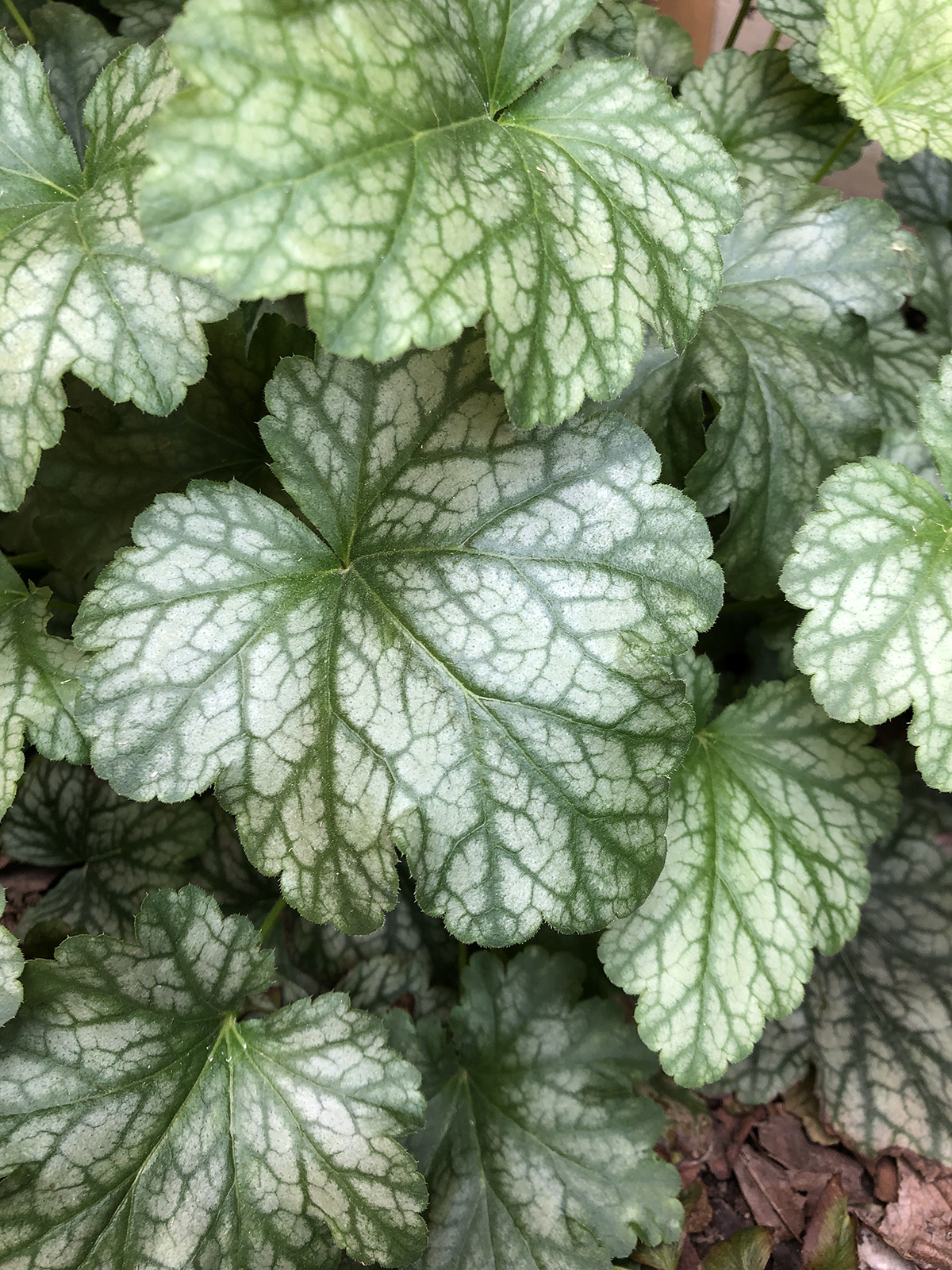 Heuchera 'Paris'