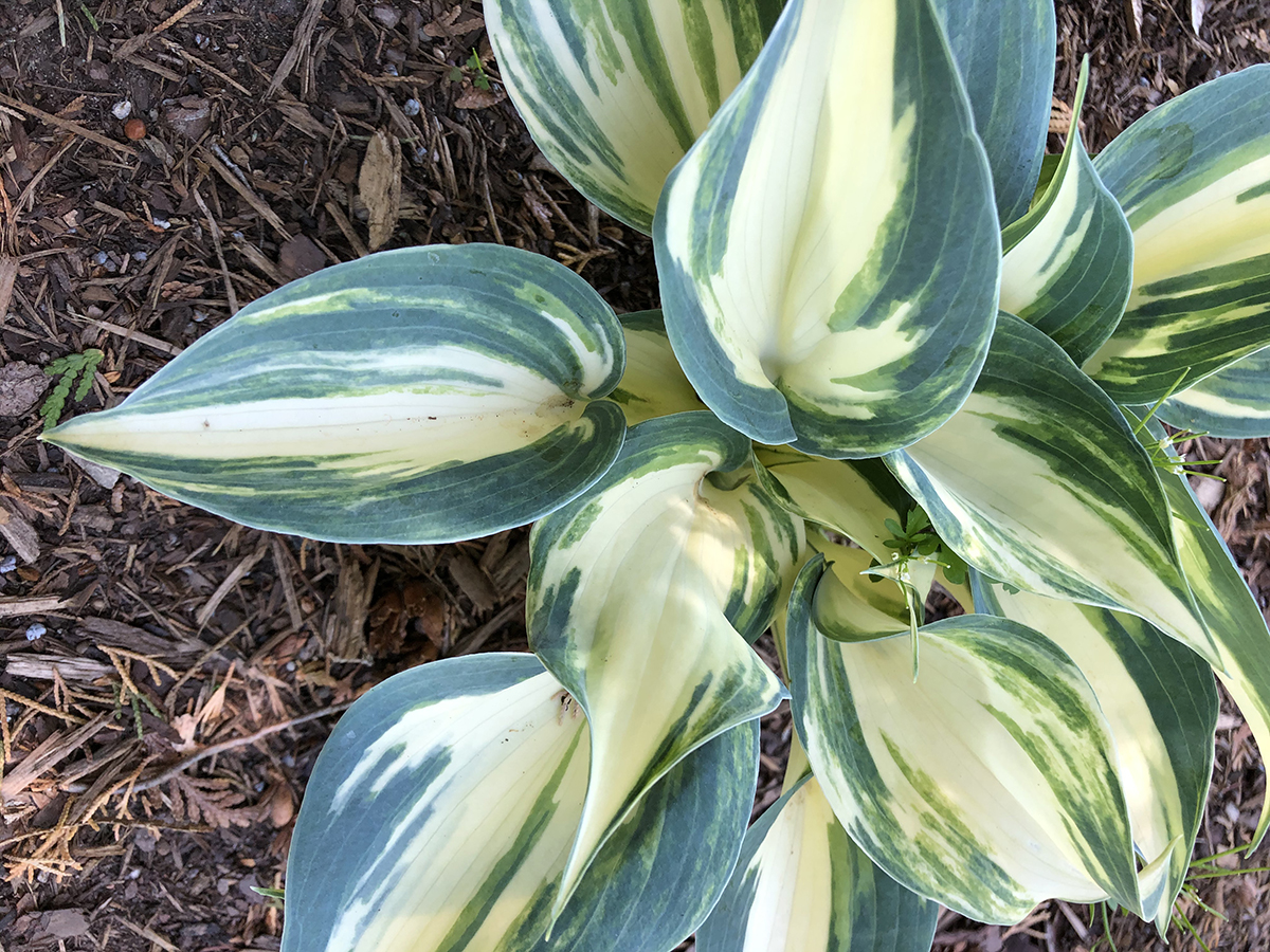 Hosta 'Beach Boy' (2)