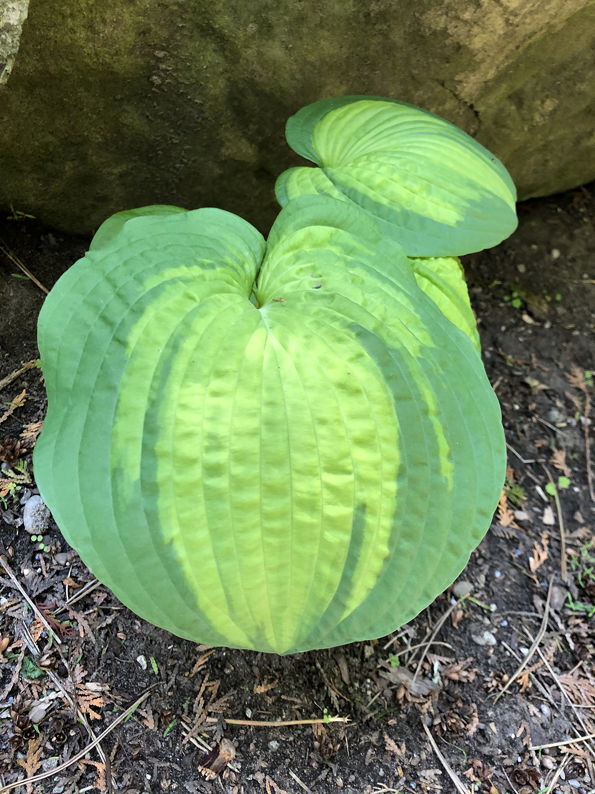 Hosta 'Brother Stefan' (2)