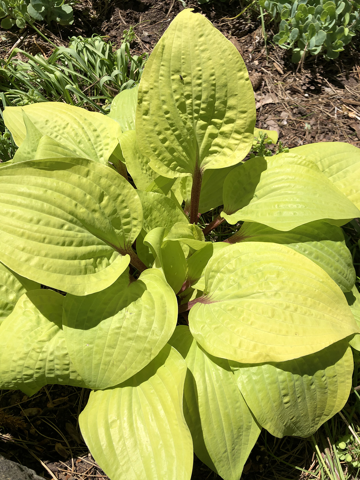Hosta 'Designer Genes'