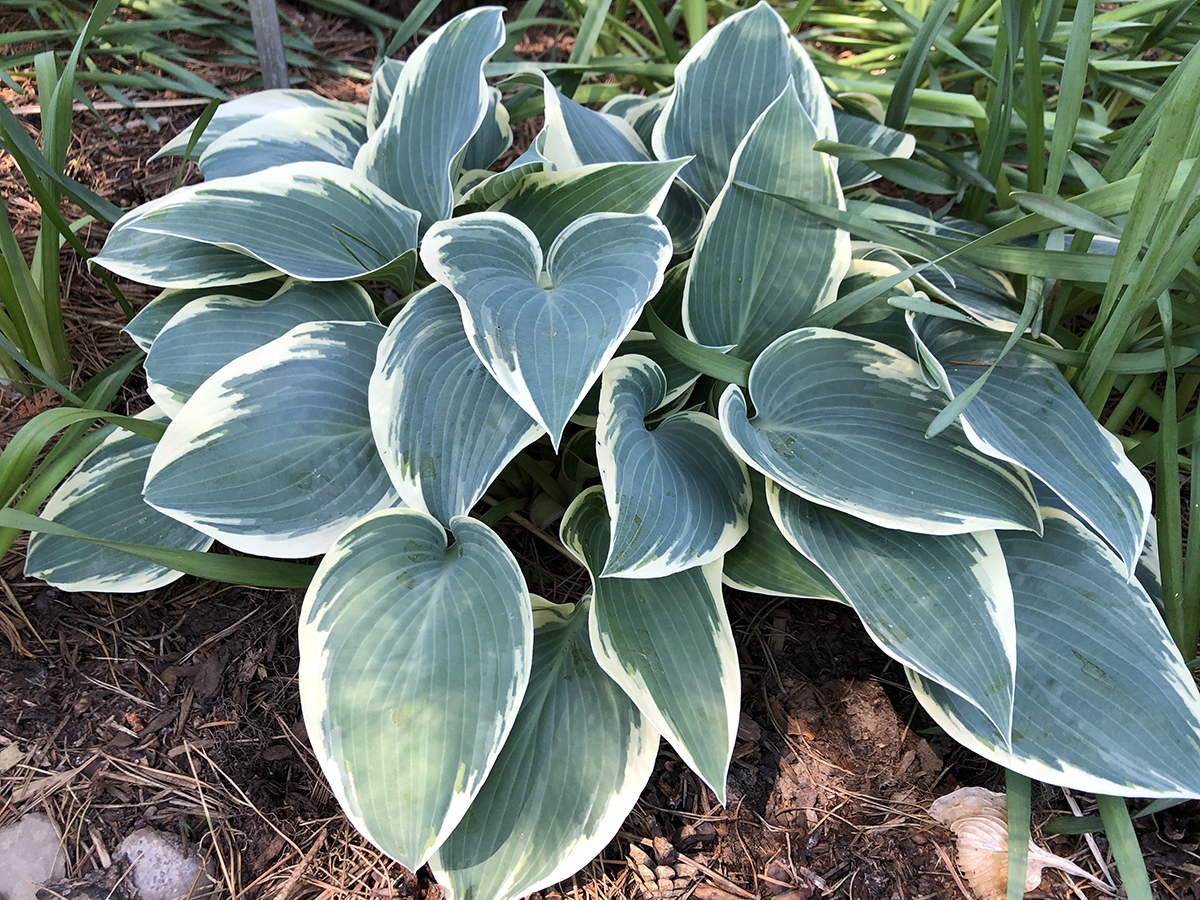 Hosta 'El Nino' (2)