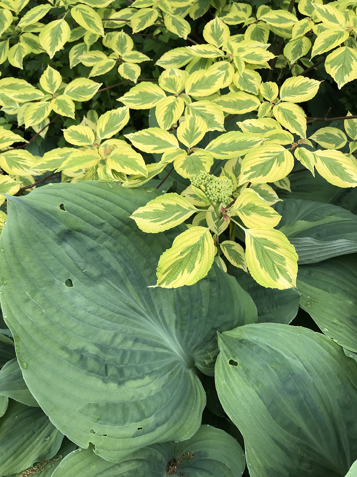 Hosta 'Elegans'