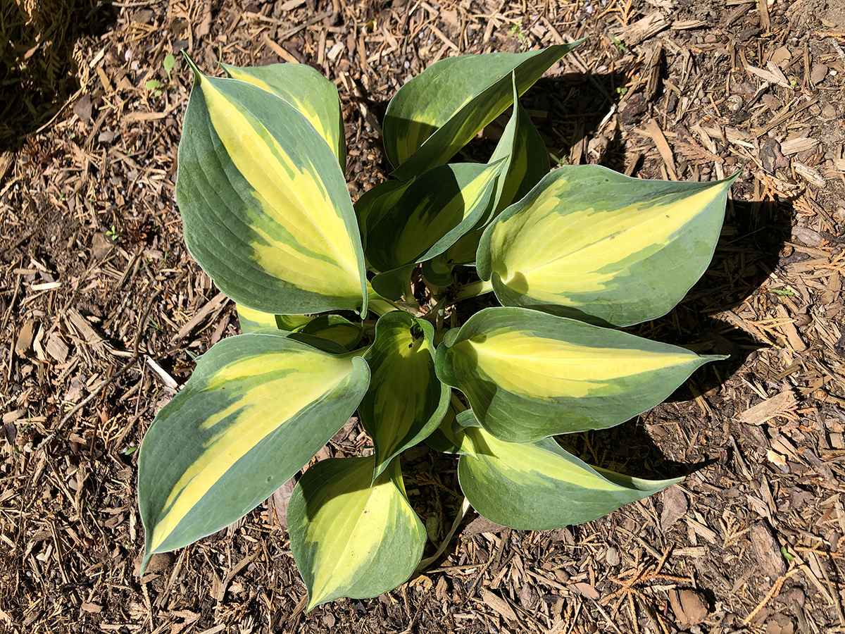 Hosta 'Ivory Queen'