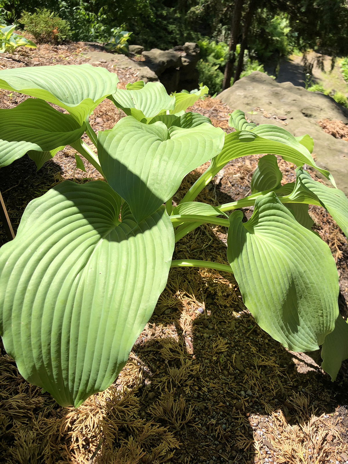 Hosta 'Jurassic Park'