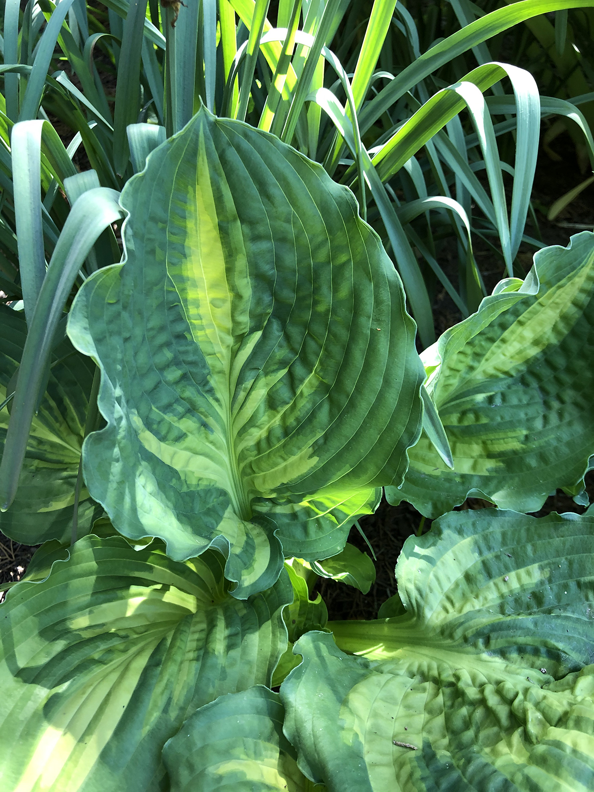 Hosta 'Lakeside Paisley Print' (2)