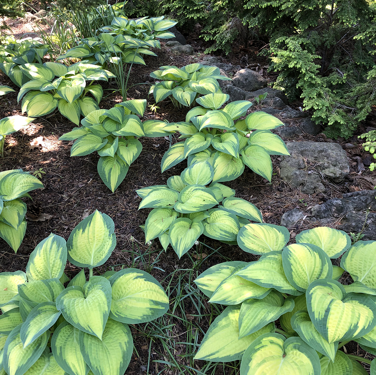 Hosta 'Orange Marmalade'