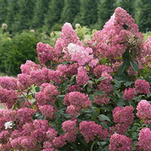 Hydrangea Fire and Ice 300