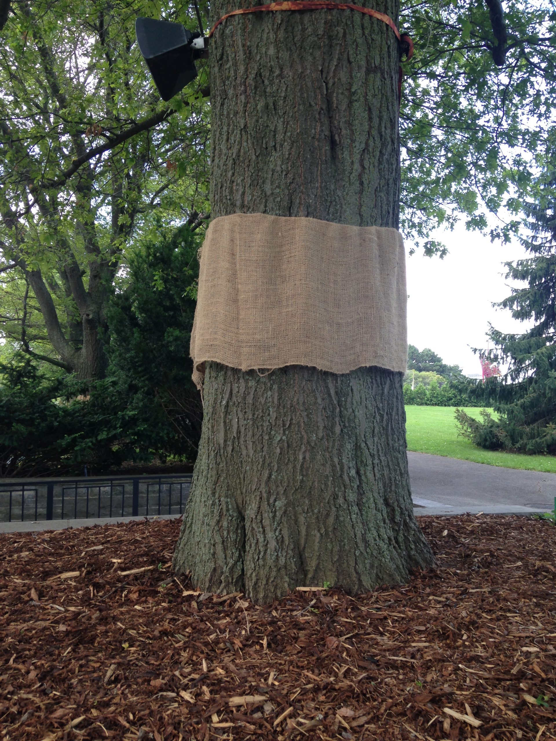 Burlap Tree Skirt on Oak Tree
