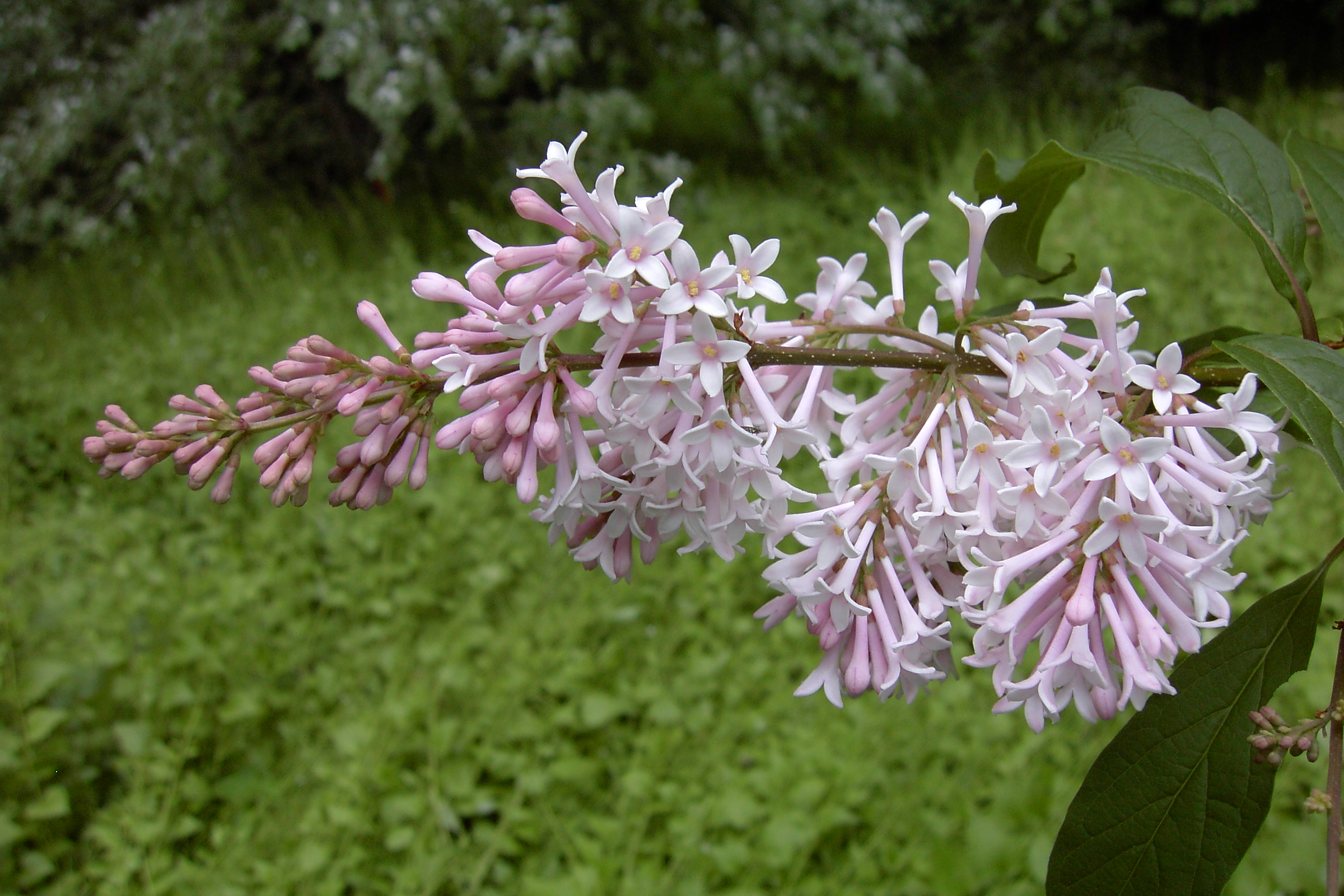 Isabella preston Lilac