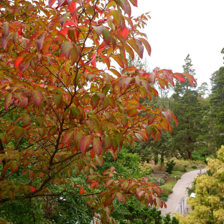 Japanese Stewartia Autumn Leaves