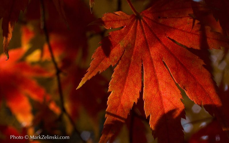 Japanese-maple-leaf-markzelinski Japanese-maple-leaf