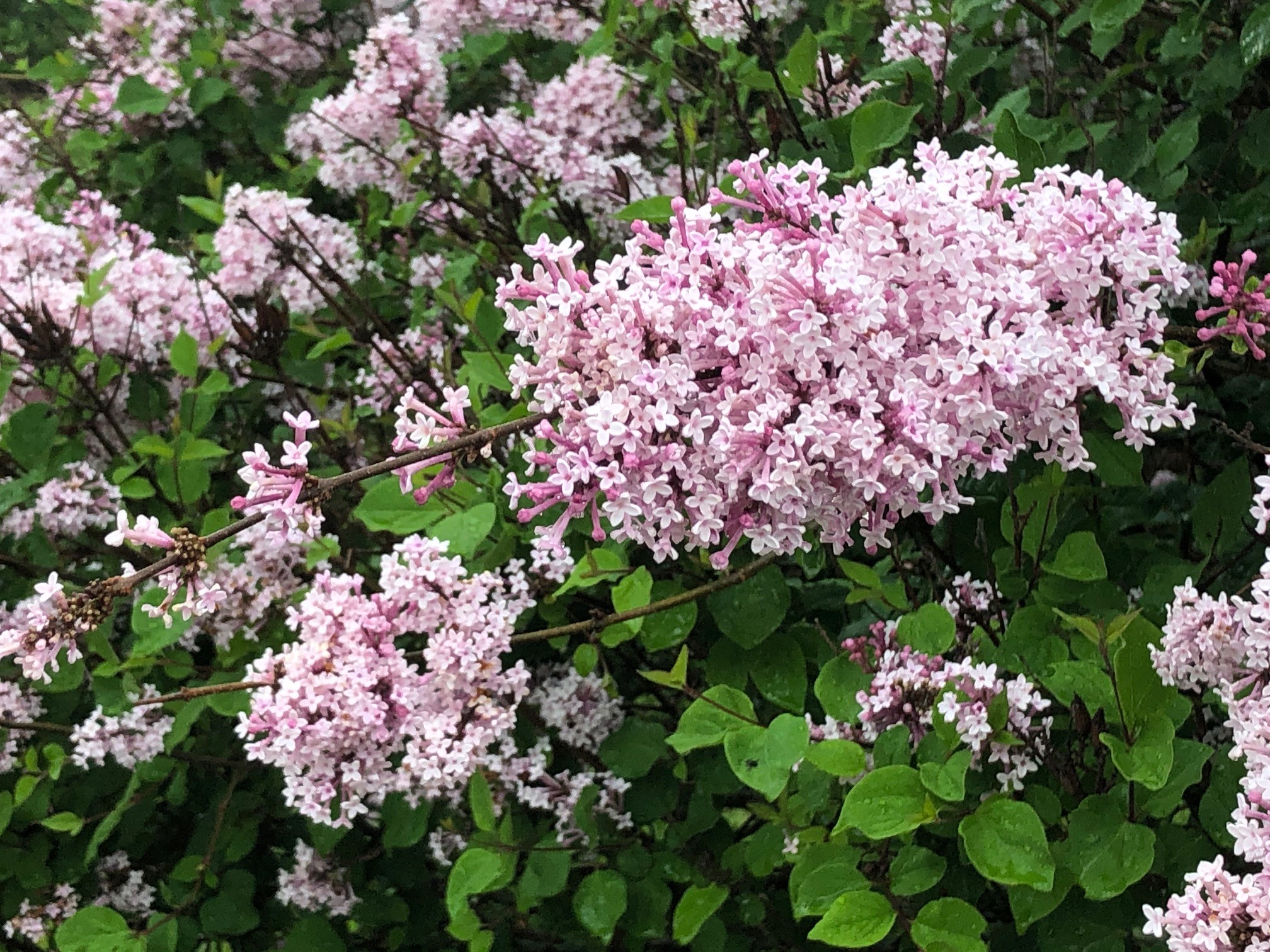 Josee Lilac Bloom