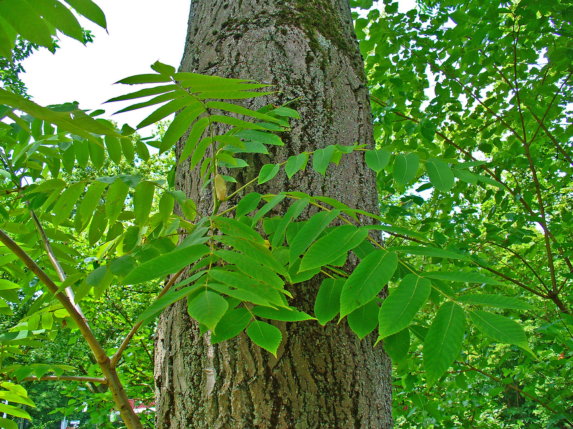 Butternut Tree trunk in natural area