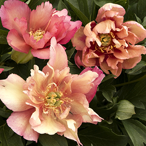 Copper Coloured Peony Blooms
