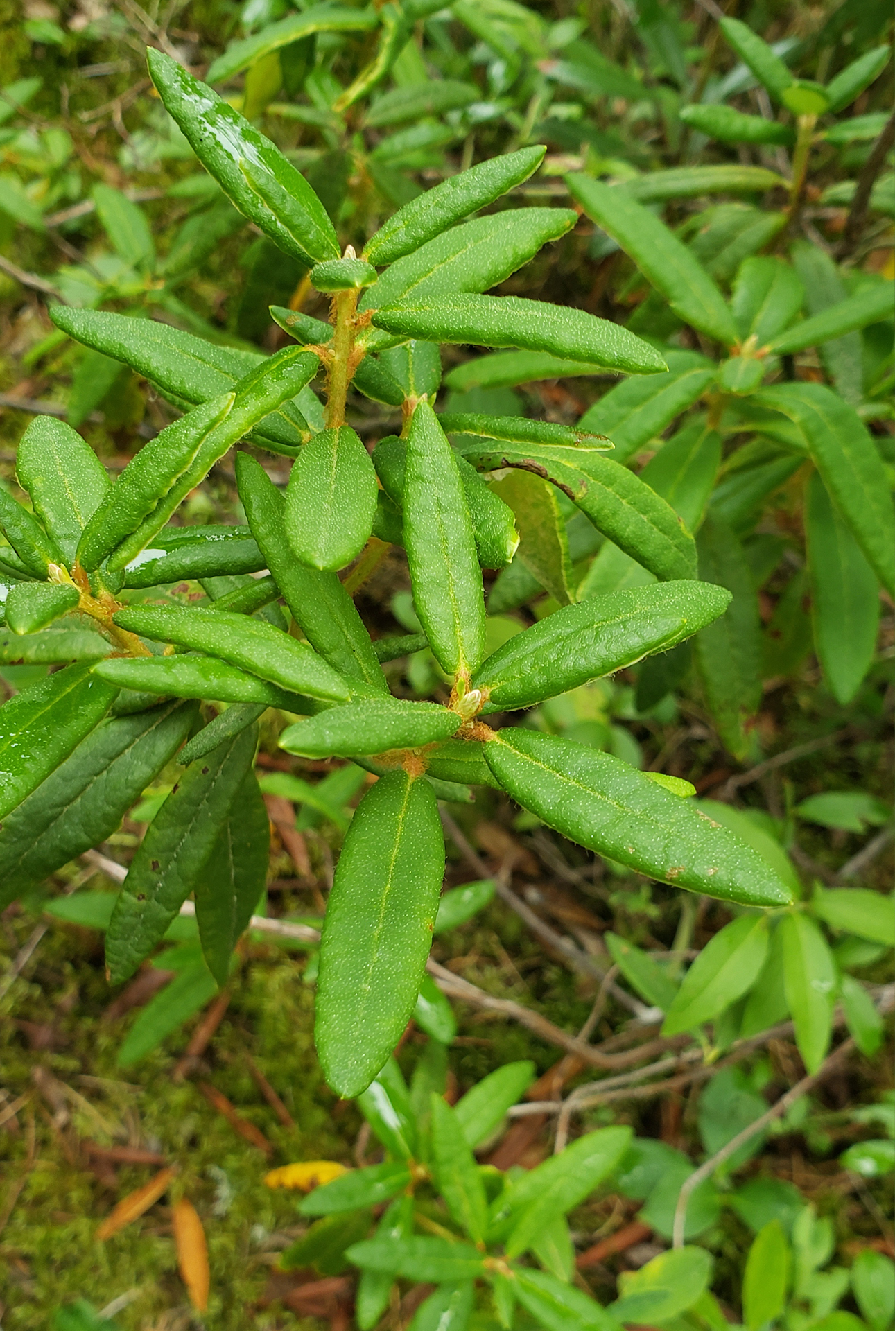 Labrador Tea plant