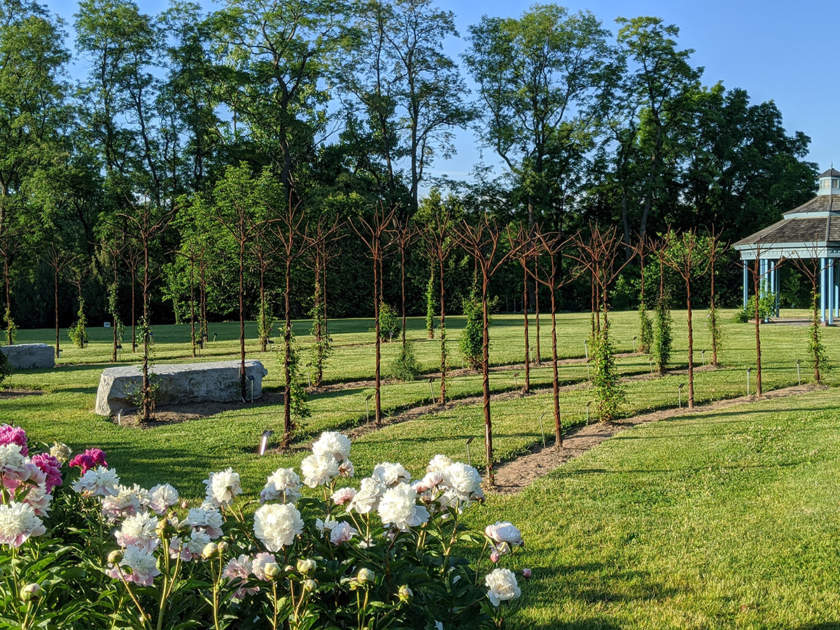 A portion of the Clematis Collection