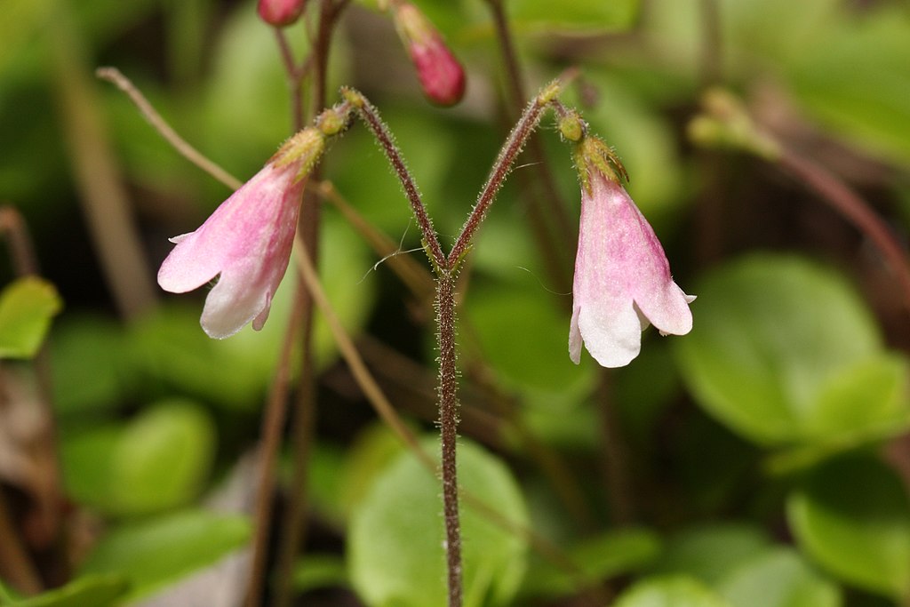 The Living Legacy of Linnaeus - Royal Botanical Gardens