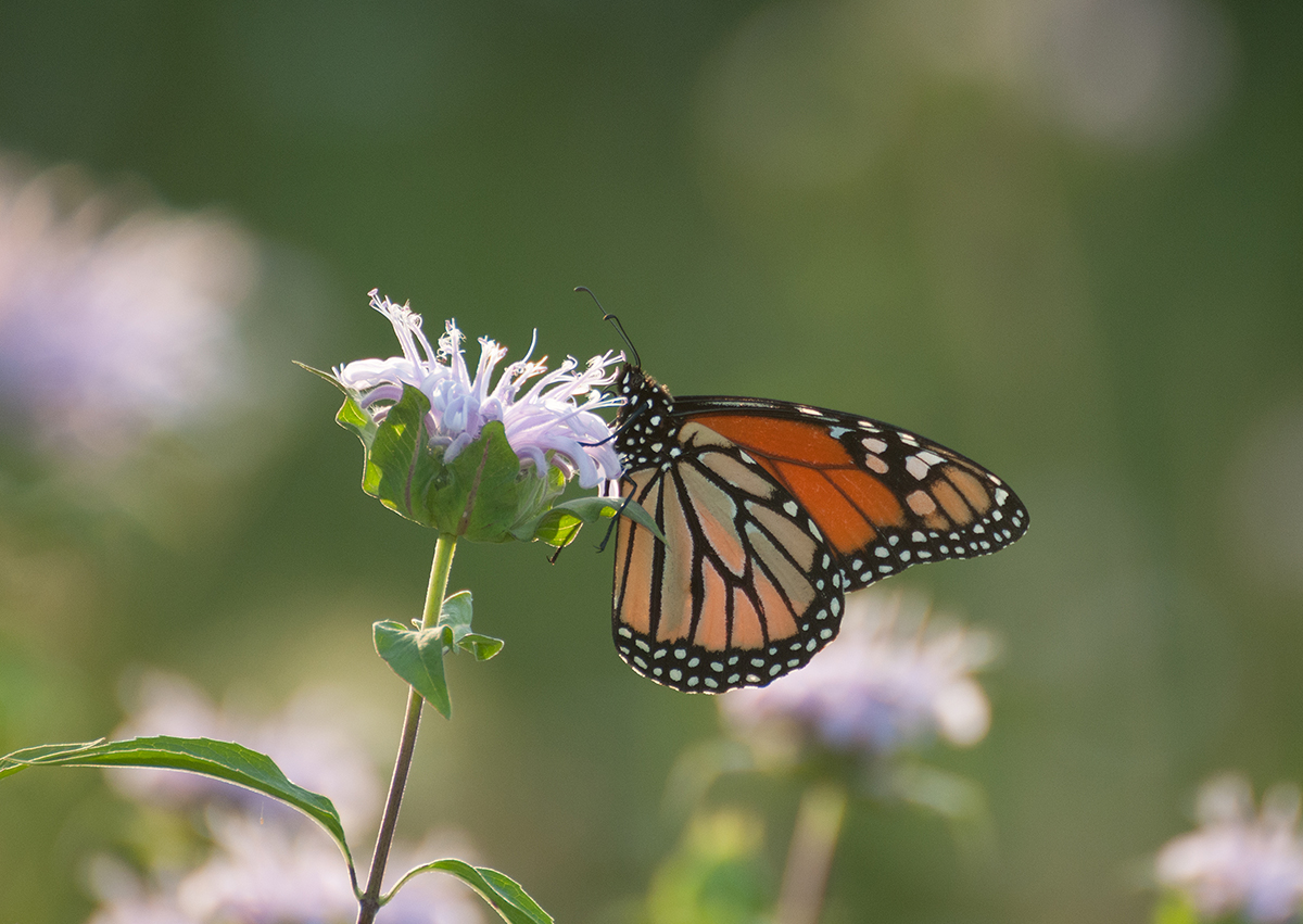 Male Monarch Butterfly (Danaus plexippus) on Wild Bergamot (Monarda fistulosa)