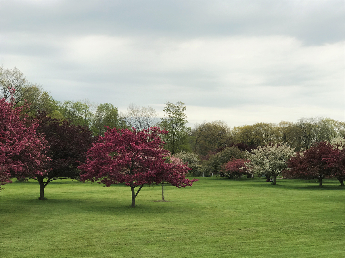 Malus Collection - May 2017