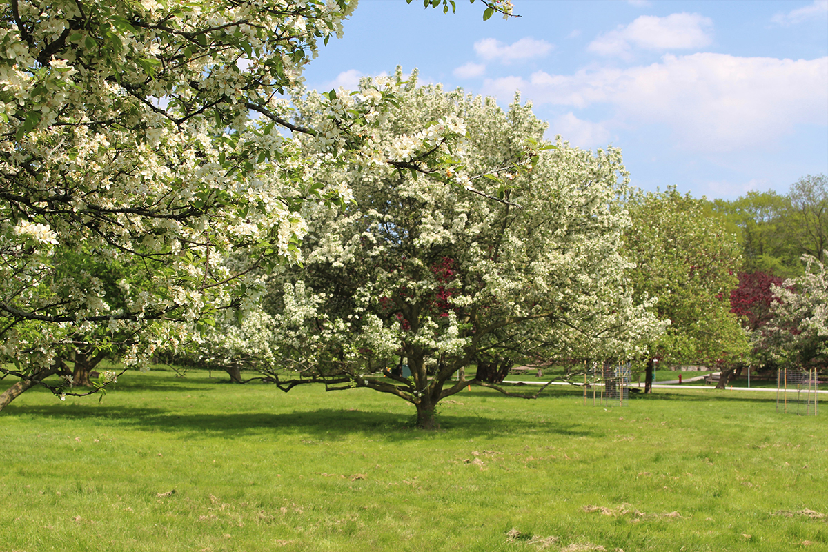 Malus Collection - May 2019