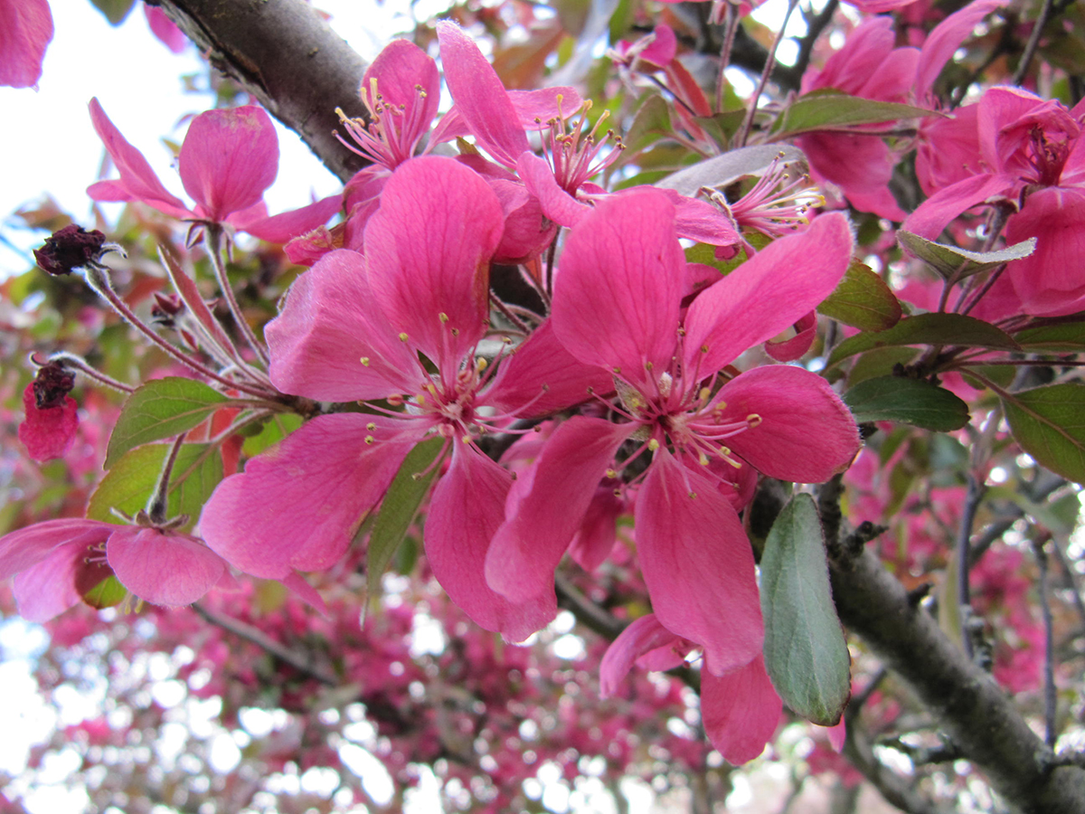 Malus purpurea 'Lemoinei'