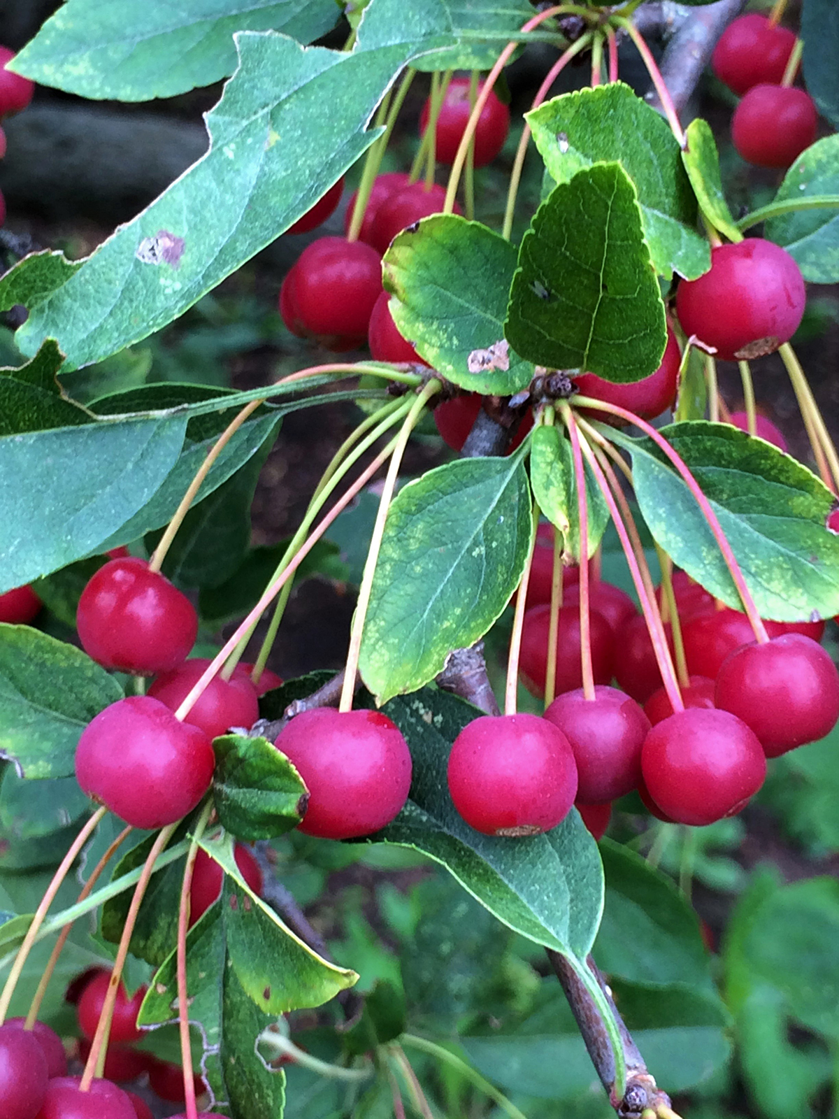 Fruit of Malus sargentii