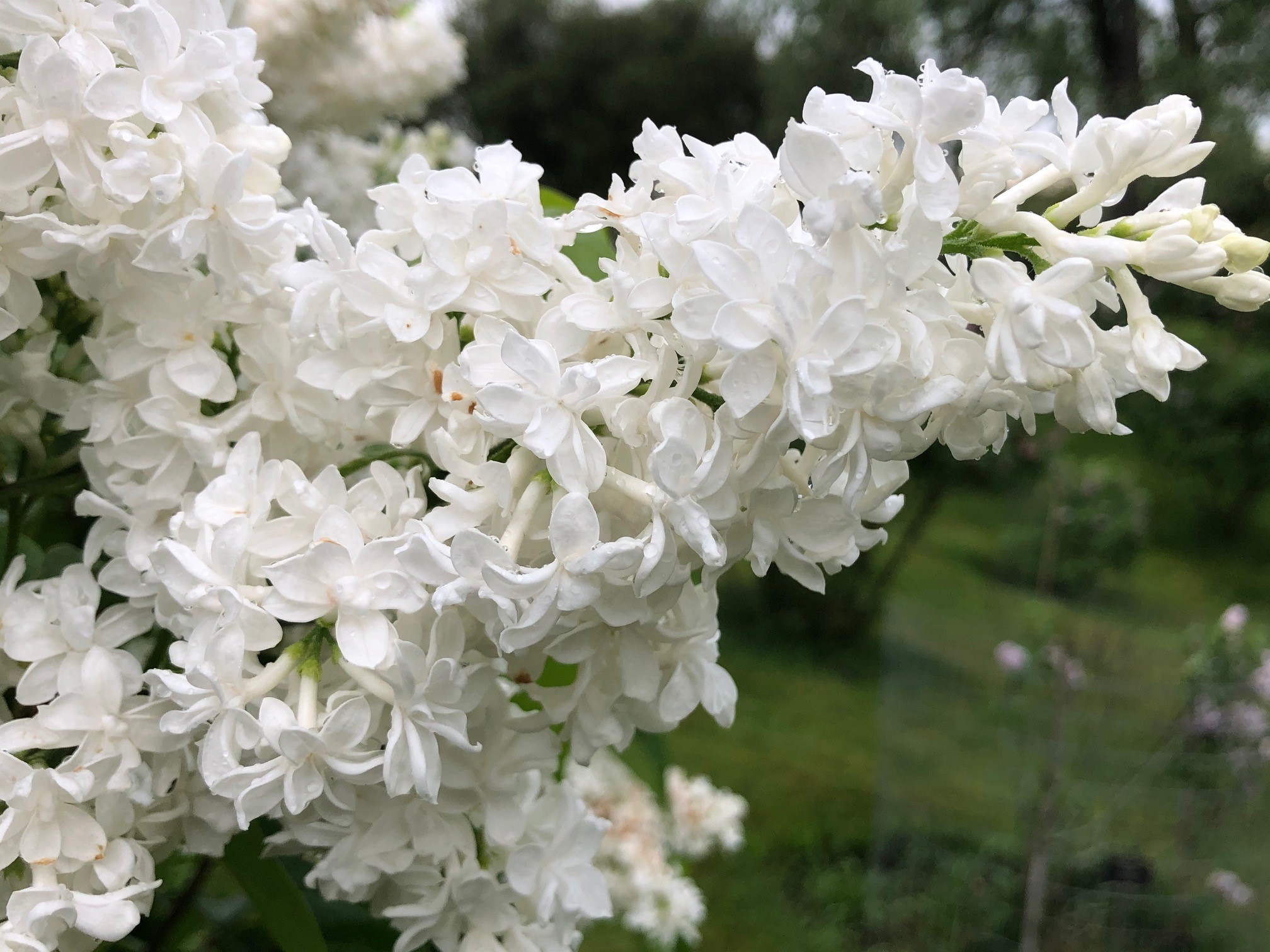 McMaster Centennial Lilac Bloom