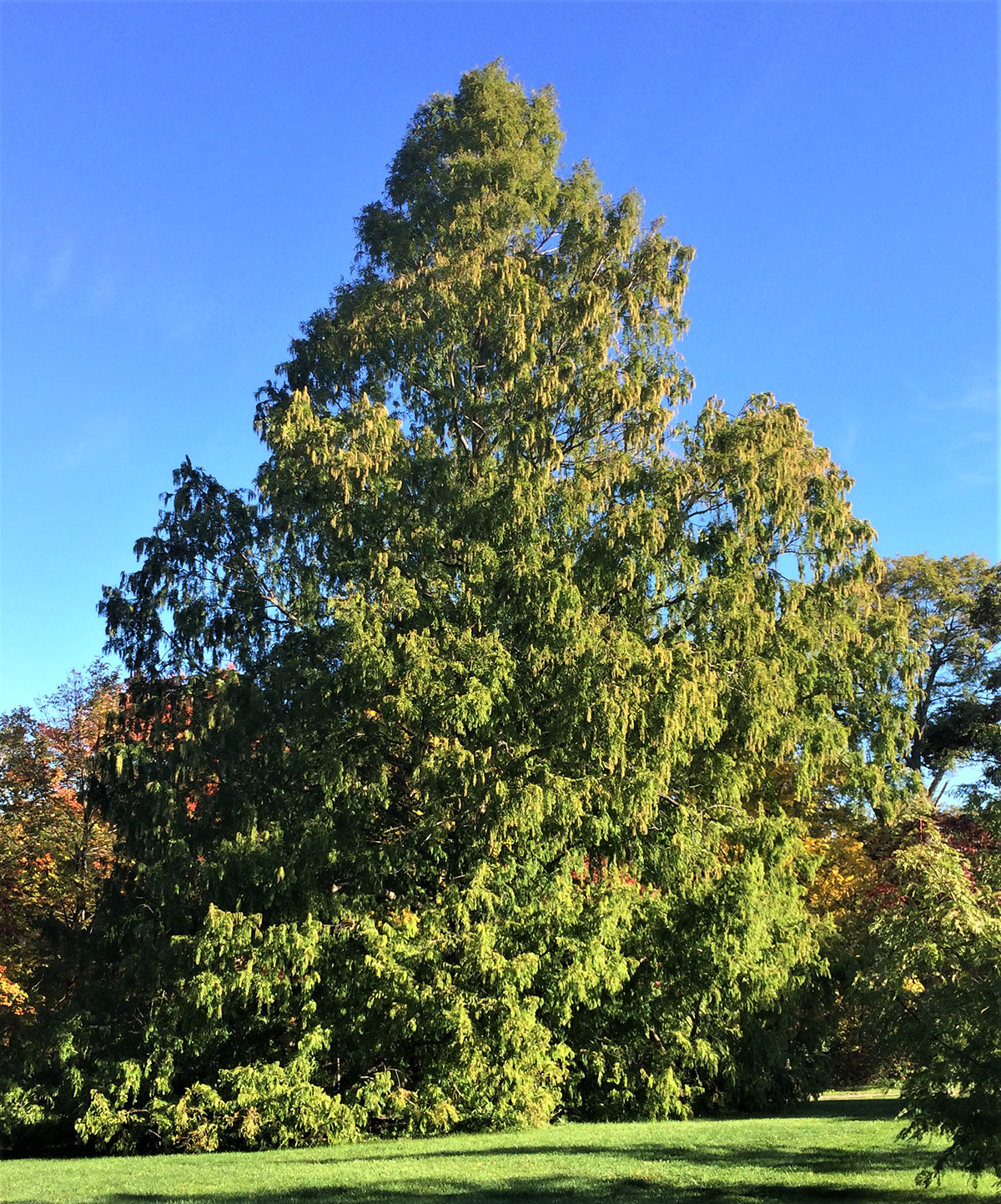 Metasequoia glyptostroboides tree