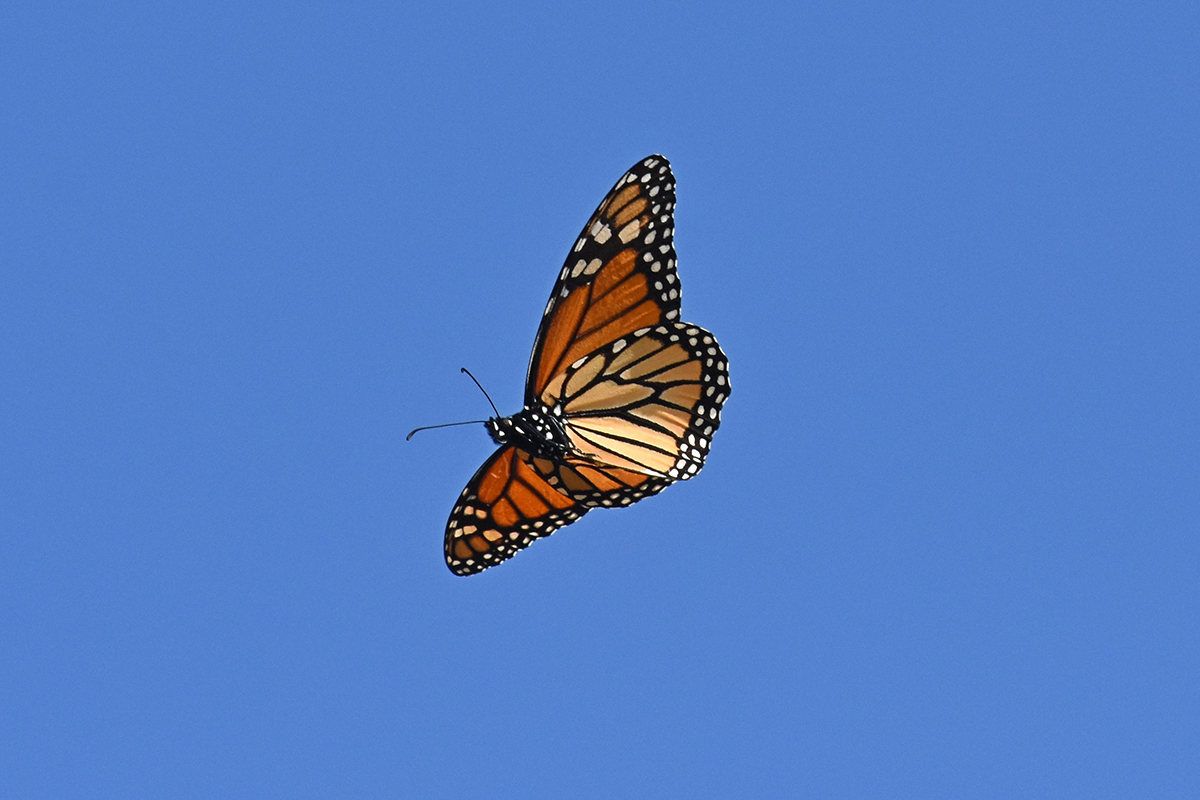 Monarch Butterfly in Flight