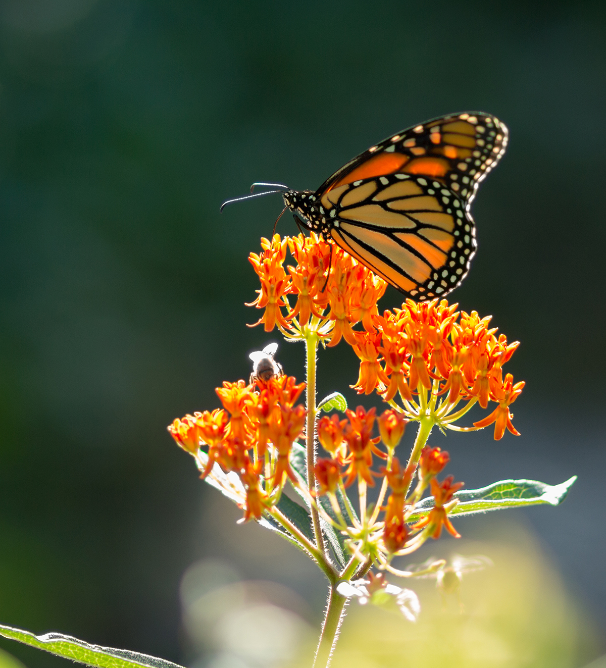 Monarch Butterfly on Butterfly Weed (Asclepias tuberosa)