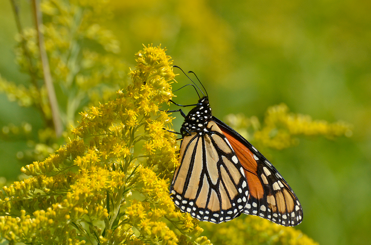 Monarch Butterfly on Goldenrod