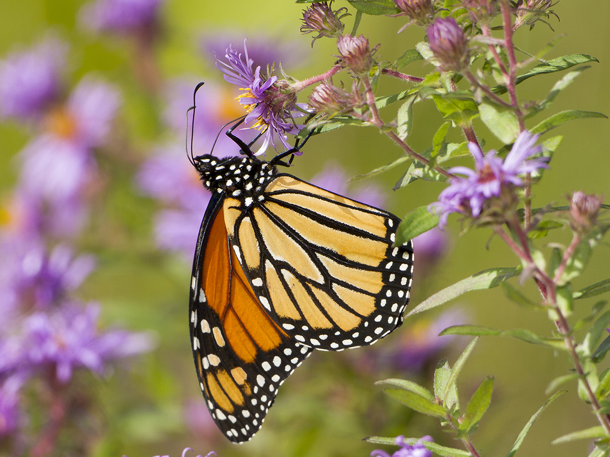 Monarch Butterfly on New England Aster
