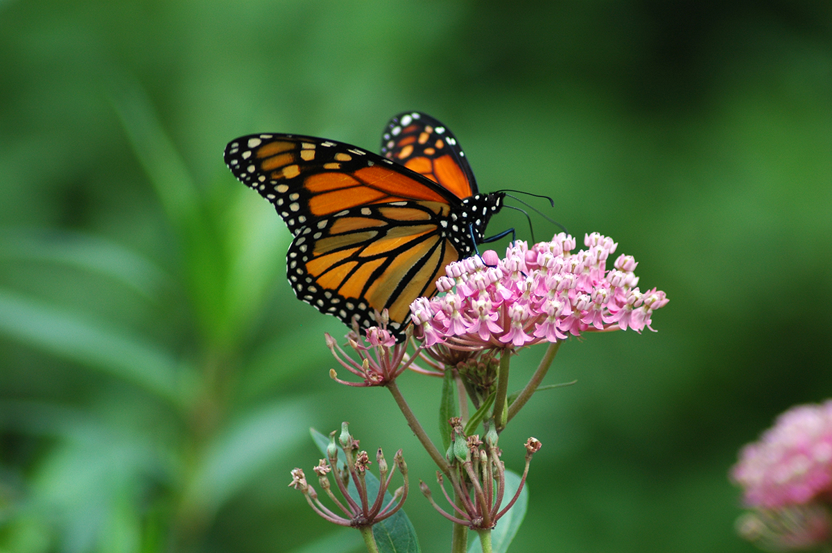 Monarch Butterfly on Swamp Milkweed (Asclepias incarnata)