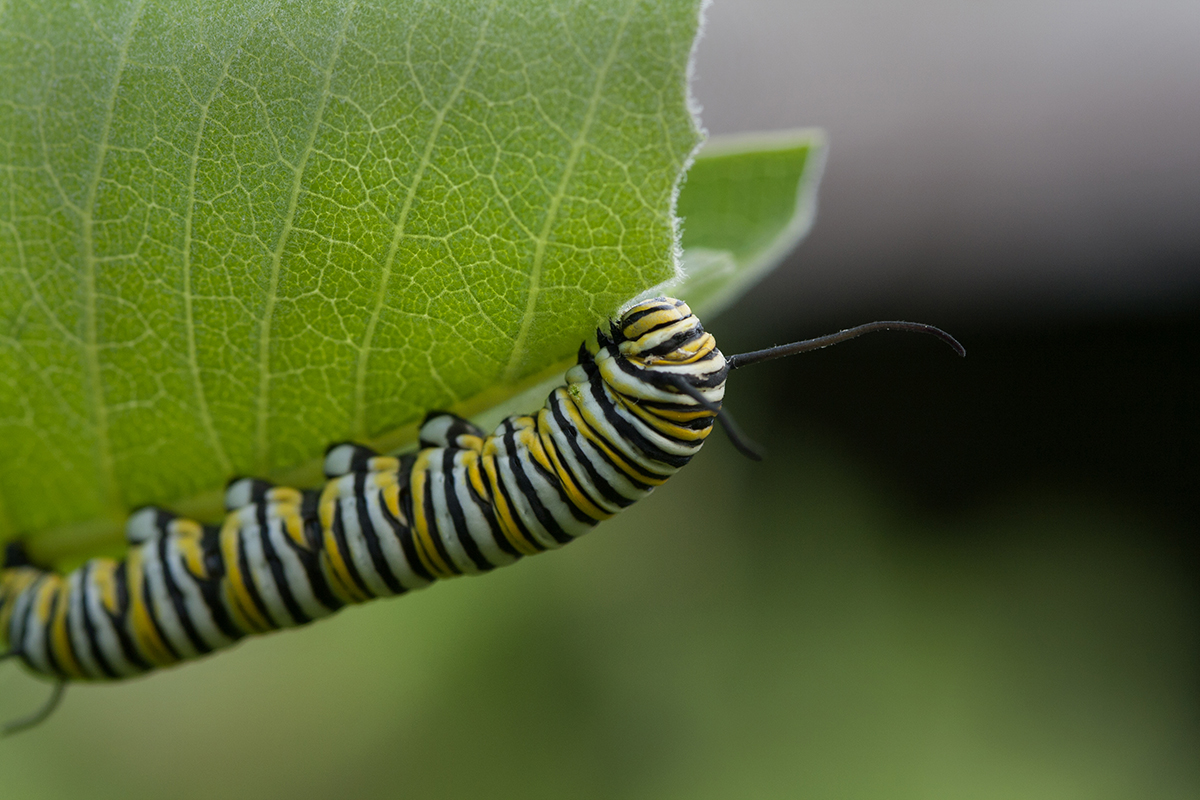 Monarch Caterpillar on Milkweed