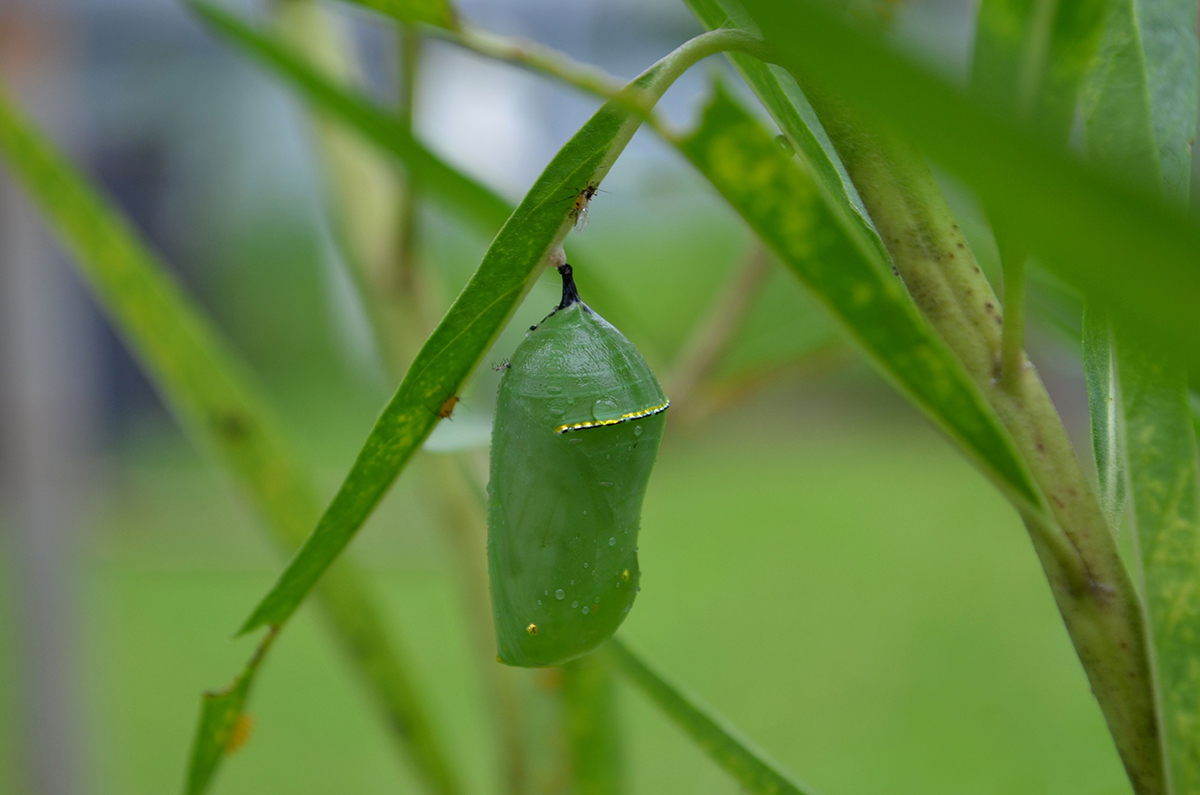 Monarch Chrysalis