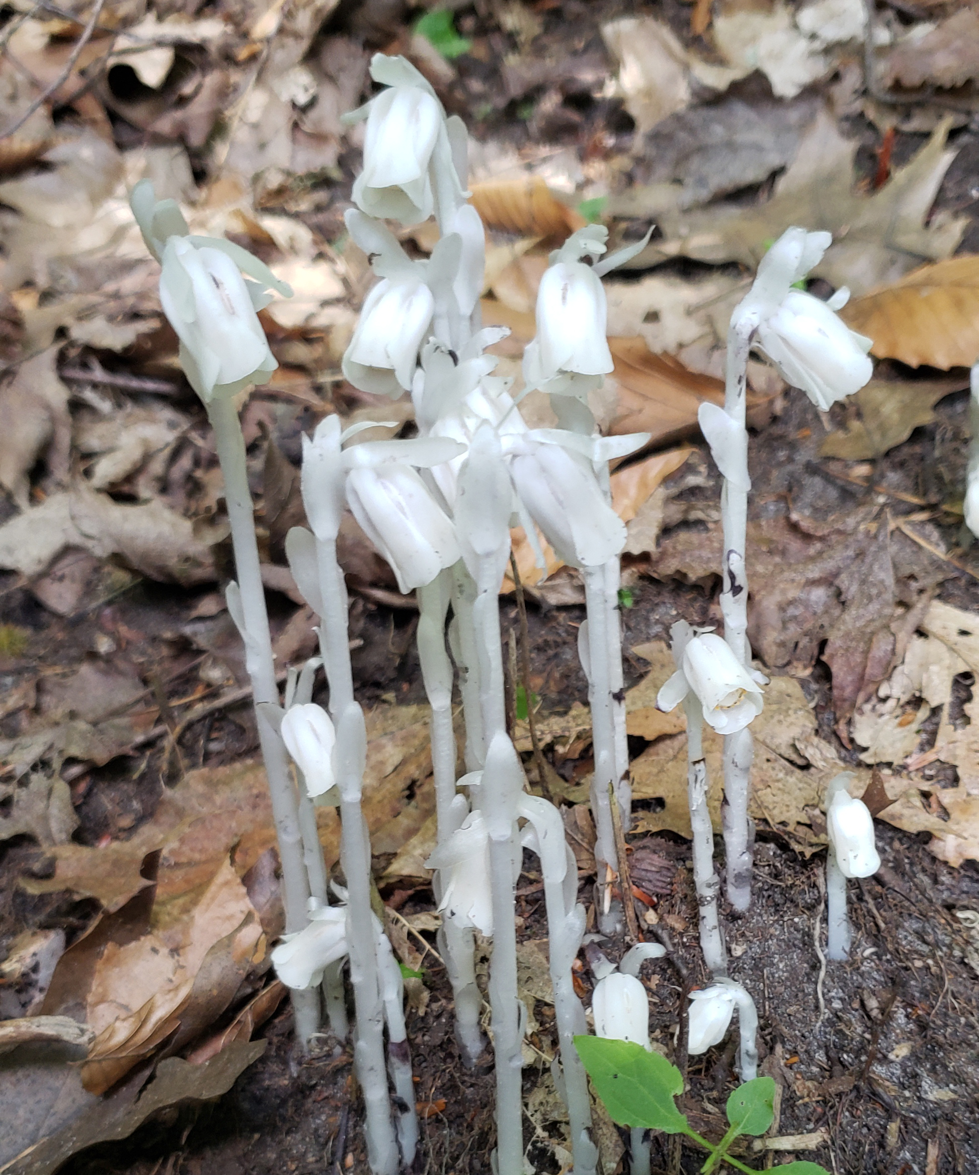 ghost pipe plant, transparent/white growing from ground
