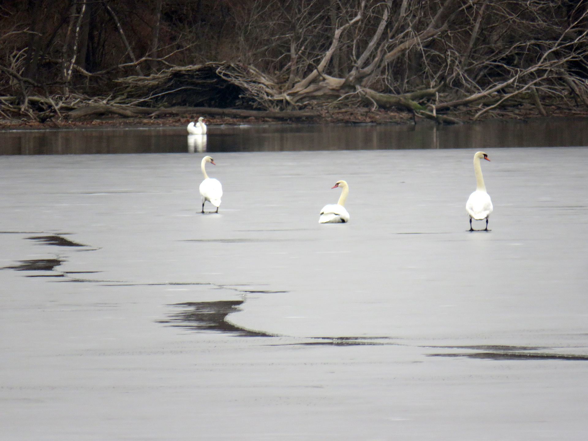 Mute swans sitting on a frozen waterway