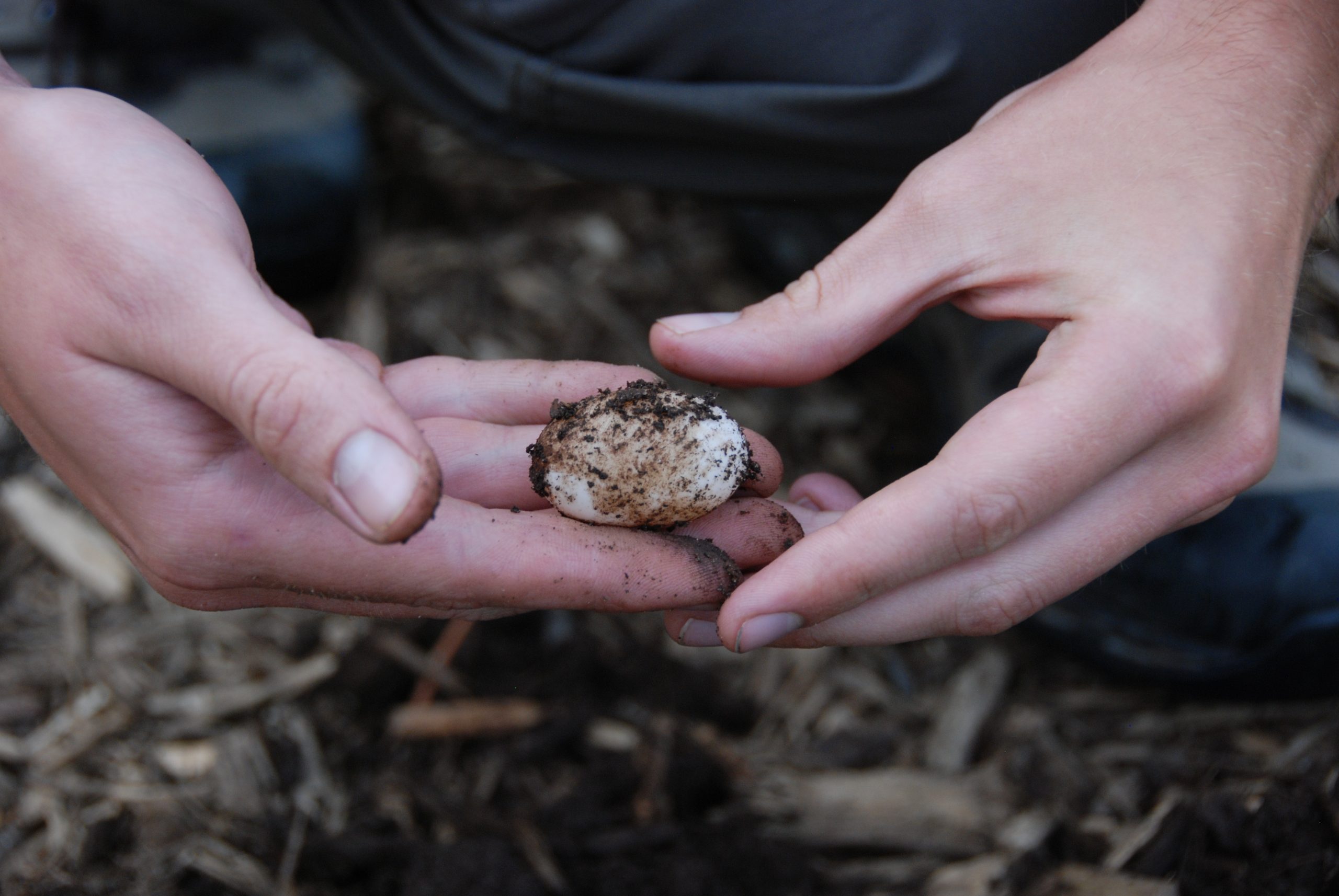 biologist retrieving a turtle nest from the ground