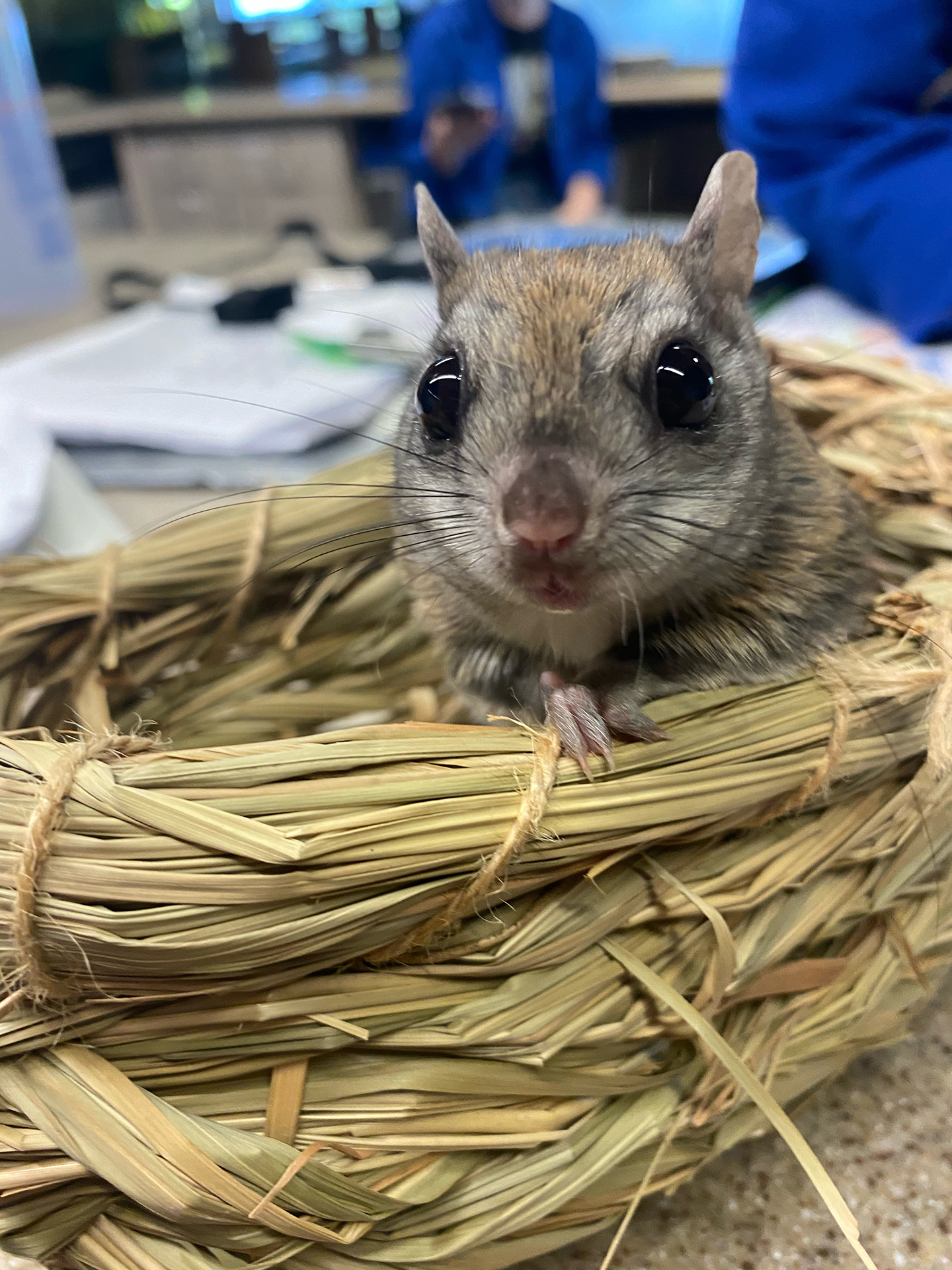 Northern Flying Squirrel in next