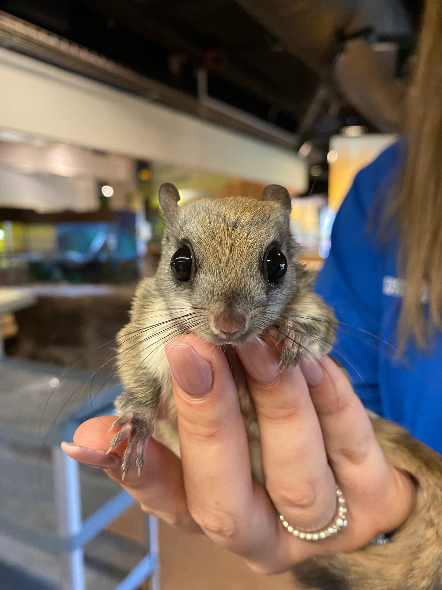 Northern Flying Squirrel in hand cr. Science North