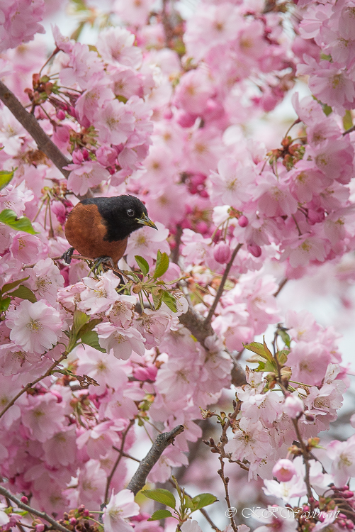 Orchard Oriole in blooming cherry Tree