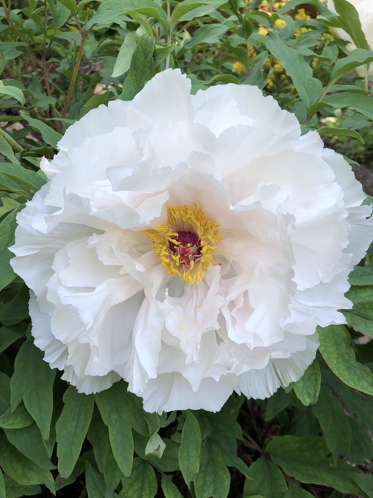 Paeonia 'Kintajio'