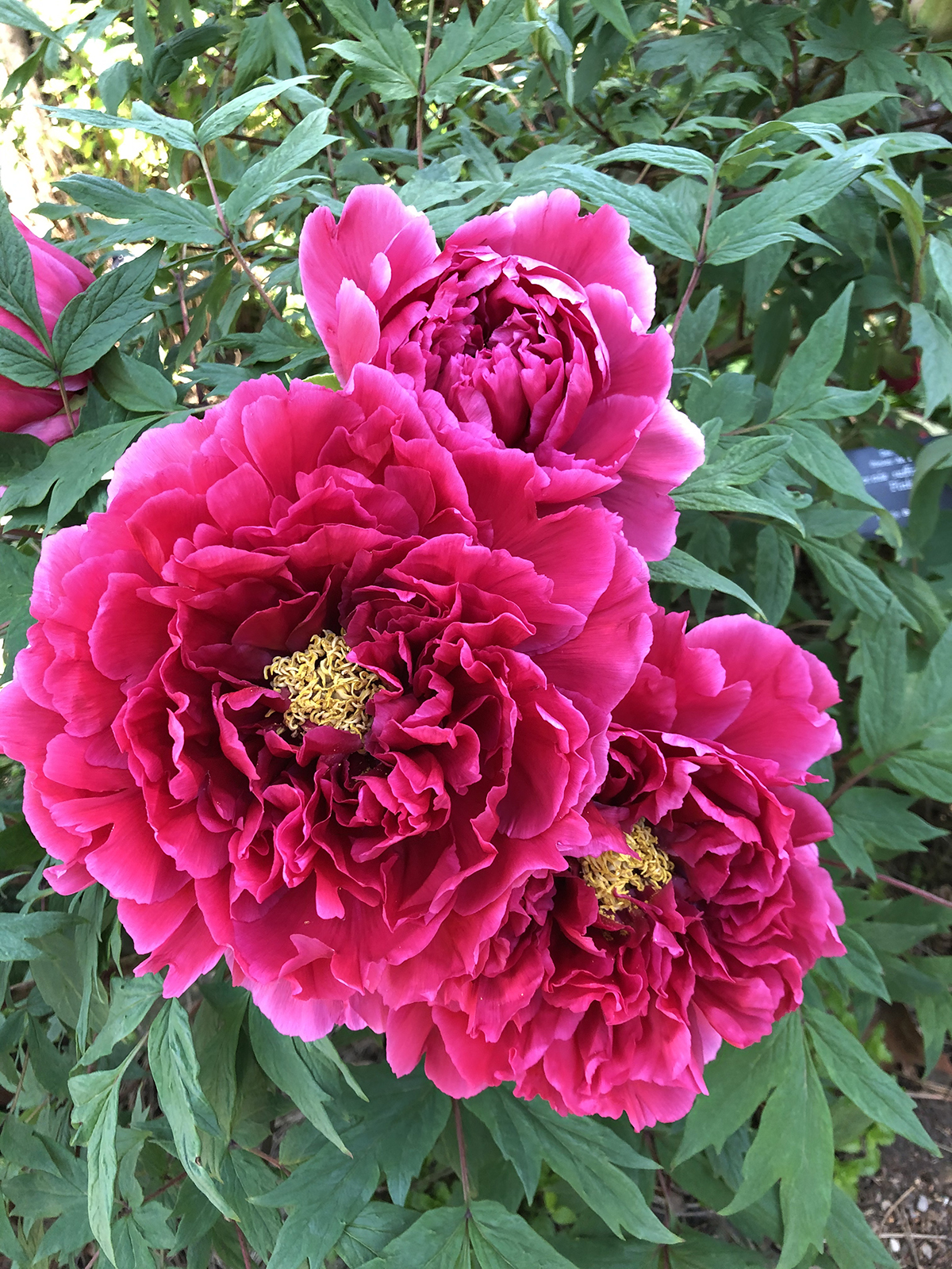 Paeonia (pink)