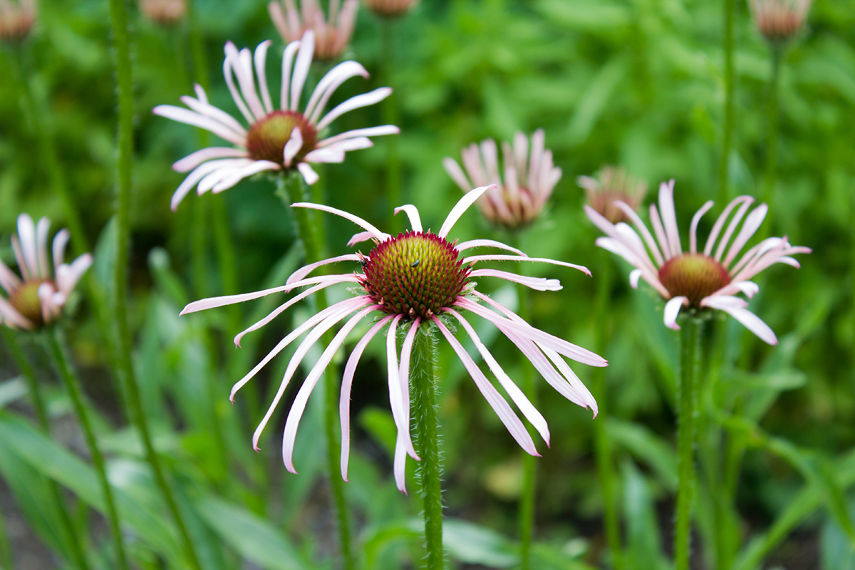 Pale Purple Coneflower (Echinacea pallida)