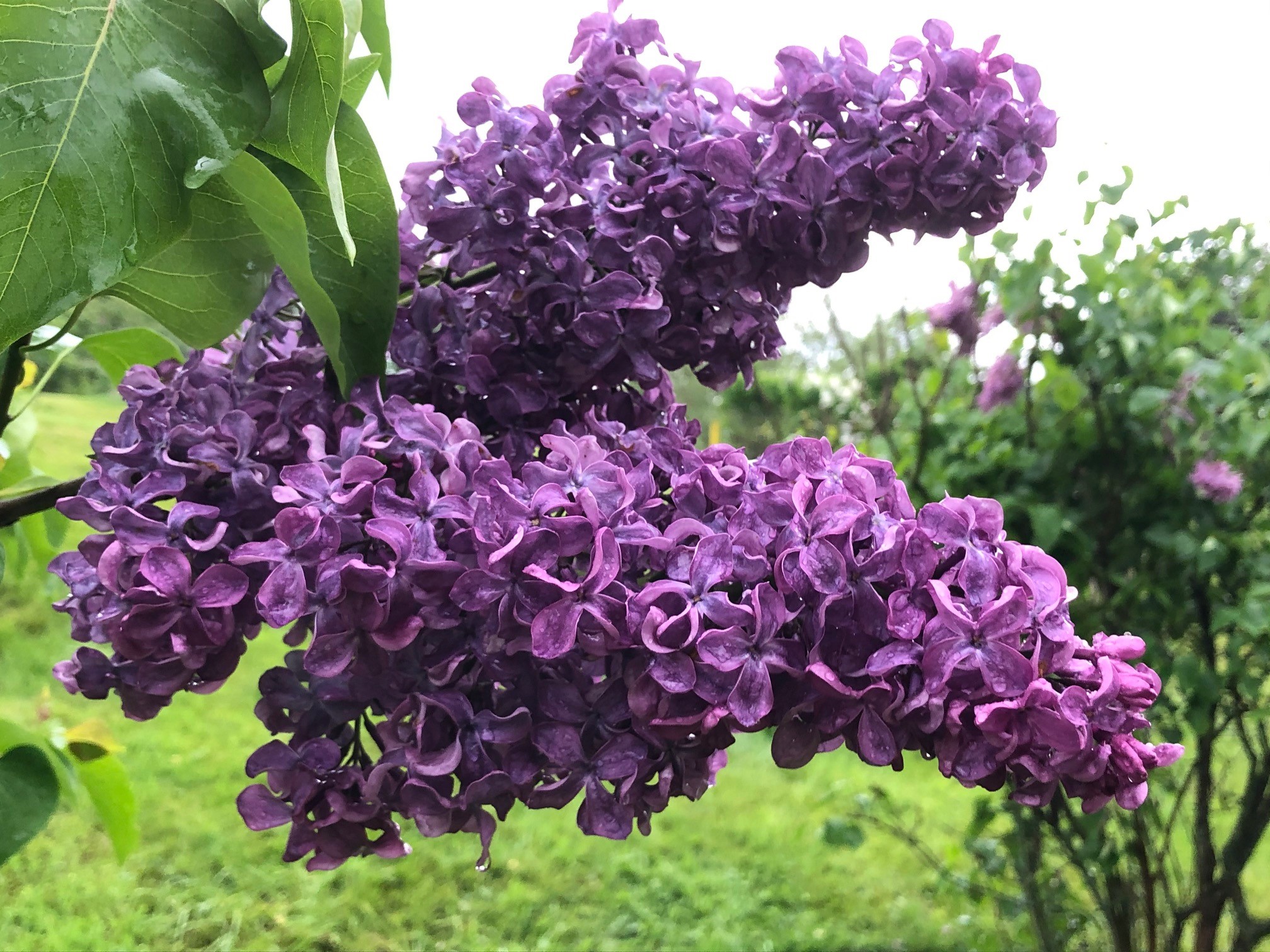 Paymati A T Skol'skoi Lilac Bloom